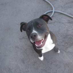 A black and white dog sitting on concrete, looking up